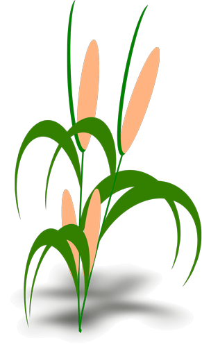 Shape