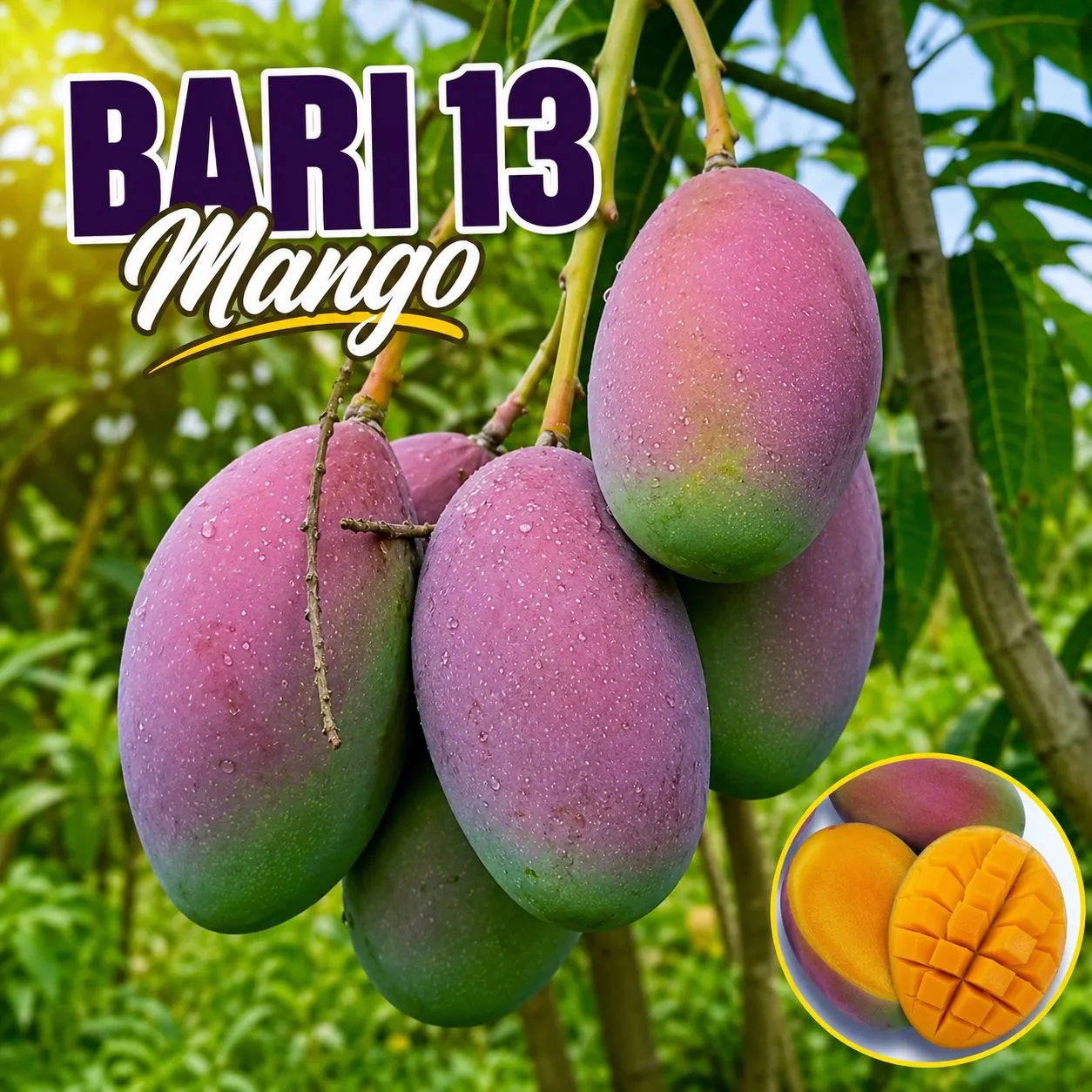 BARI 13 (BARI 13 மா)