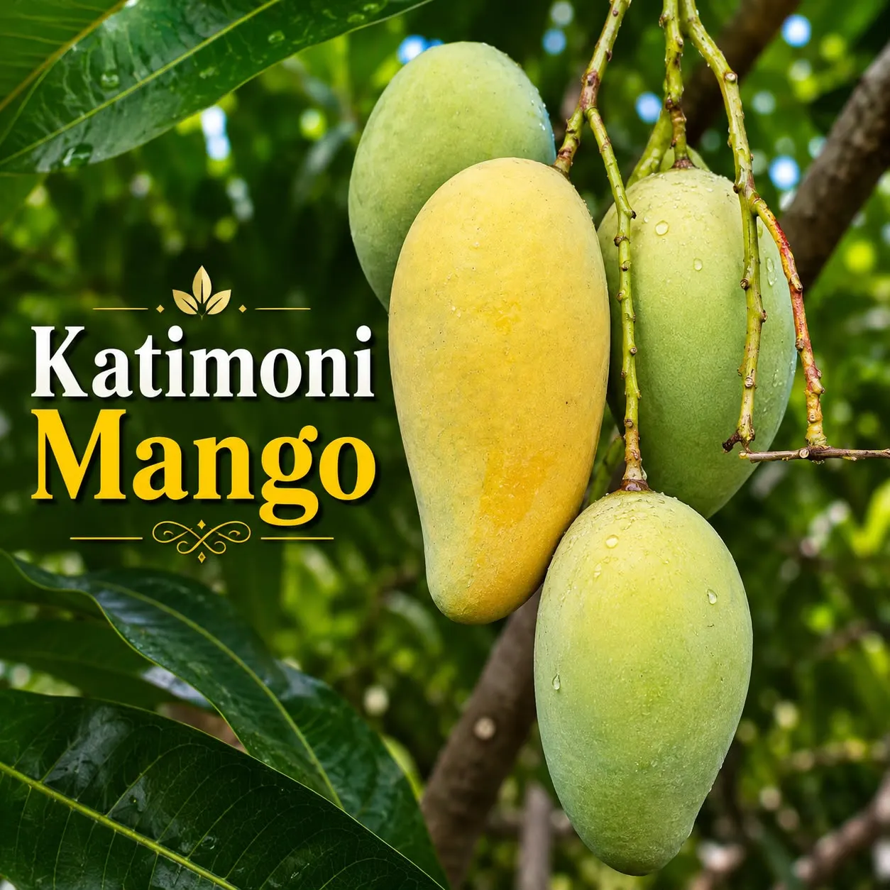 Katimoni (கட்டிமோனி மா)