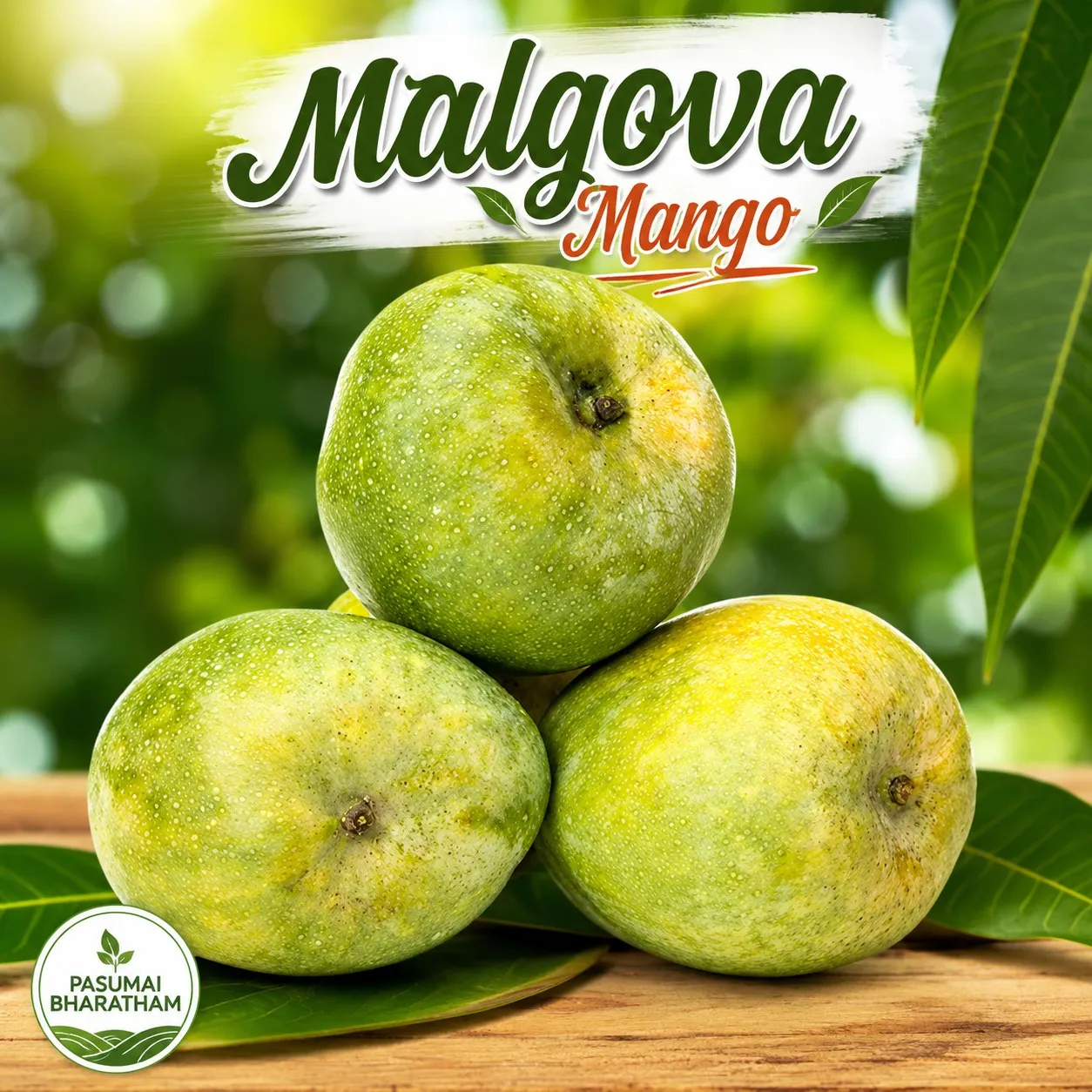 Malgova (மல்கோவா மா)