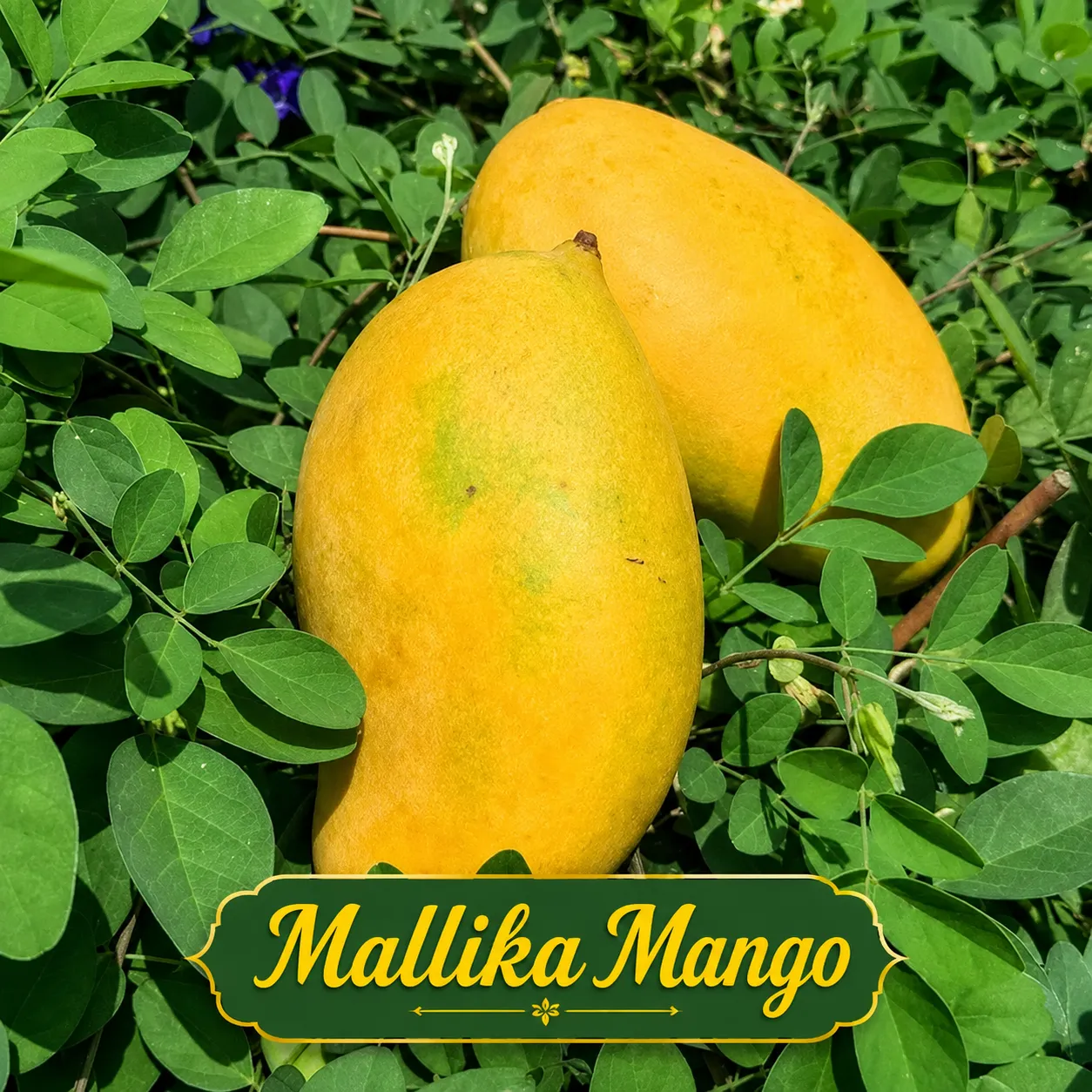 Mallika Mango (மல்லிகா மா)