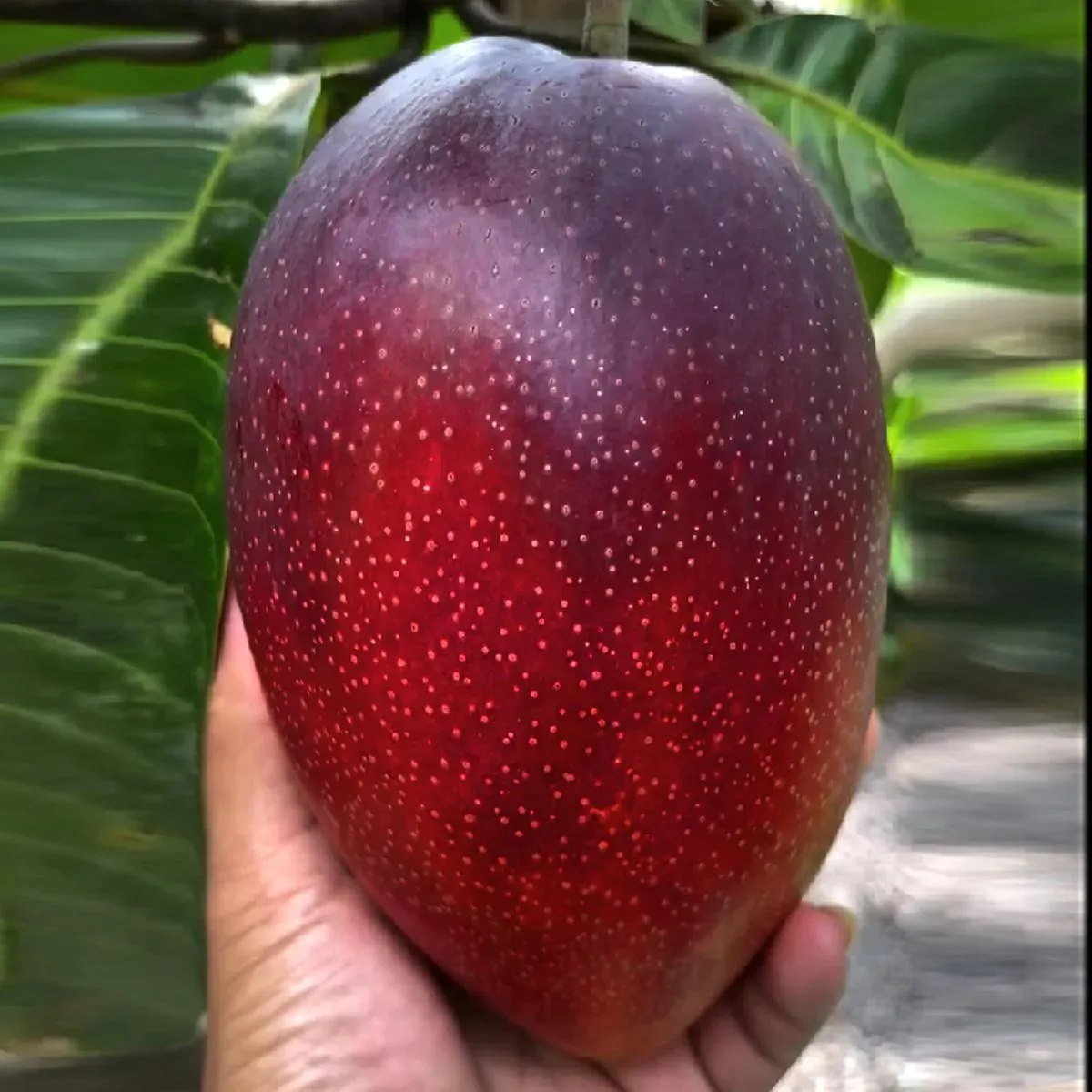Miyazaki Mango