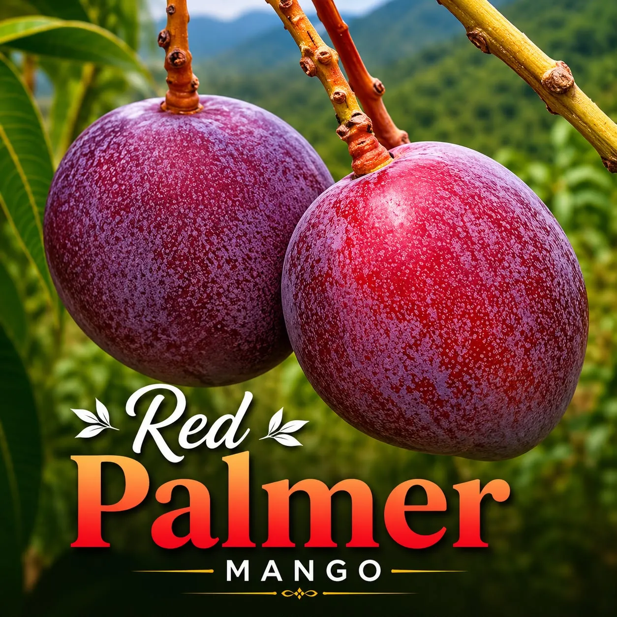 Red Palmer (ரெட் பால்மர் மா)