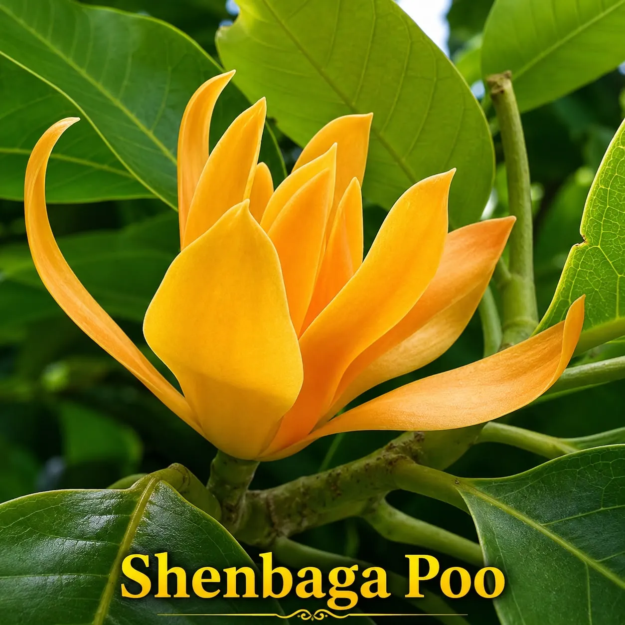 Shenbaga flower plant (செண்பக பூ)