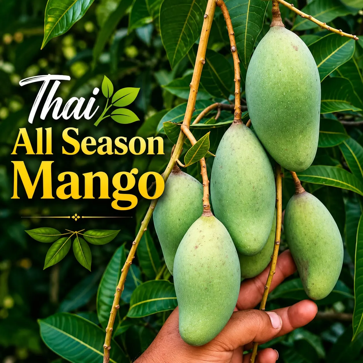 Thai All Season  (தாய் ஆல் சீசன் மா)